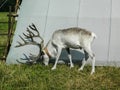 Reindeer in the Russian zoo. Royalty Free Stock Photo